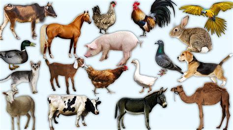 domestic animals video